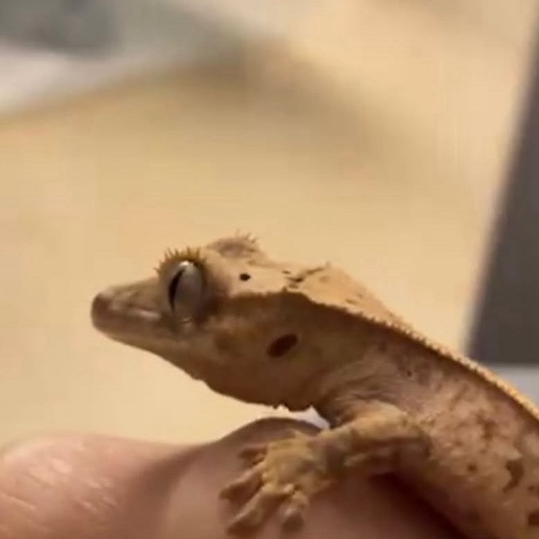 Super cute gecko necklace